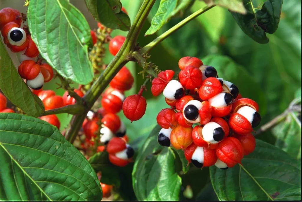 Frutos de guaraná com sementes visíveis, uma planta rica em cafeína.