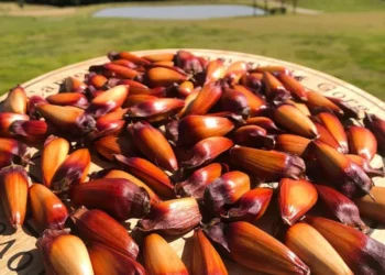 Pinhões frescos em uma mesa de madeira, com vista para a paisagem natural, destacando seus benefícios para a saúde.