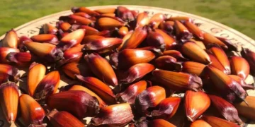 Pinhões frescos em uma mesa de madeira, com vista para a paisagem natural, destacando seus benefícios para a saúde.